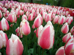 Keukenhof (58)